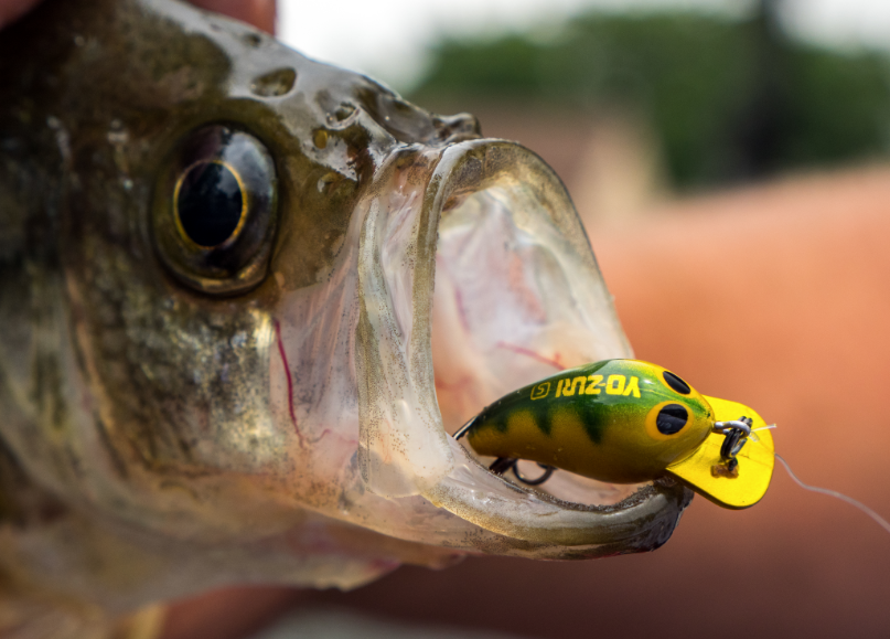 SNAP BEANS｜Snap Beans｜YO-ZURI｜PRODUCTS｜YO-ZURI