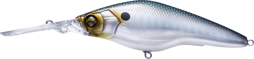 Gizzard Shad
