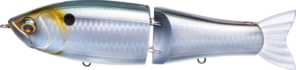 Gizzard Shad