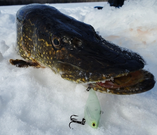 5 New Ice Fishing Lures You Should Be Using This Season! 