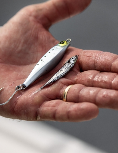 ezi fish lures Yo-Zuri Squid Jig Series EGI Auri-Q RS Fishing Tackle, 1.6